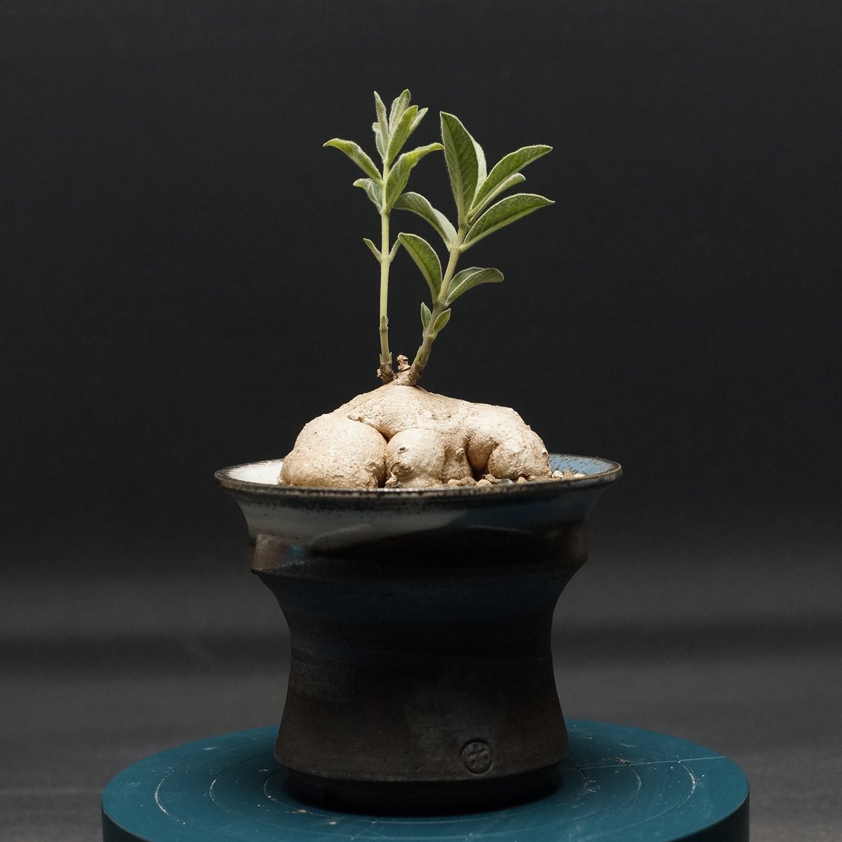 Raphionacme galpinii