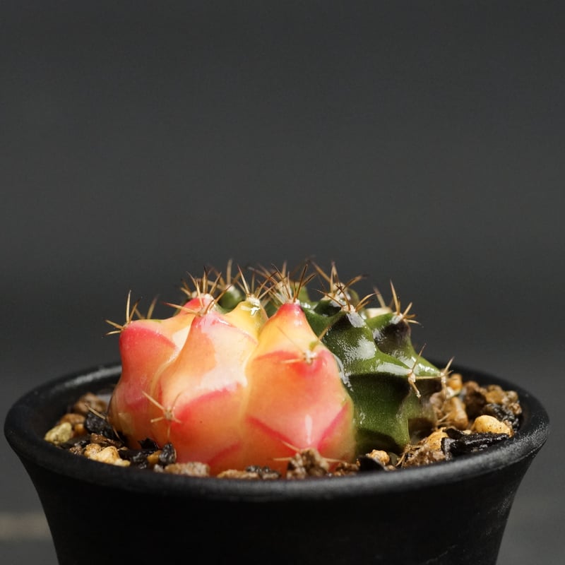 Gymnocalycium