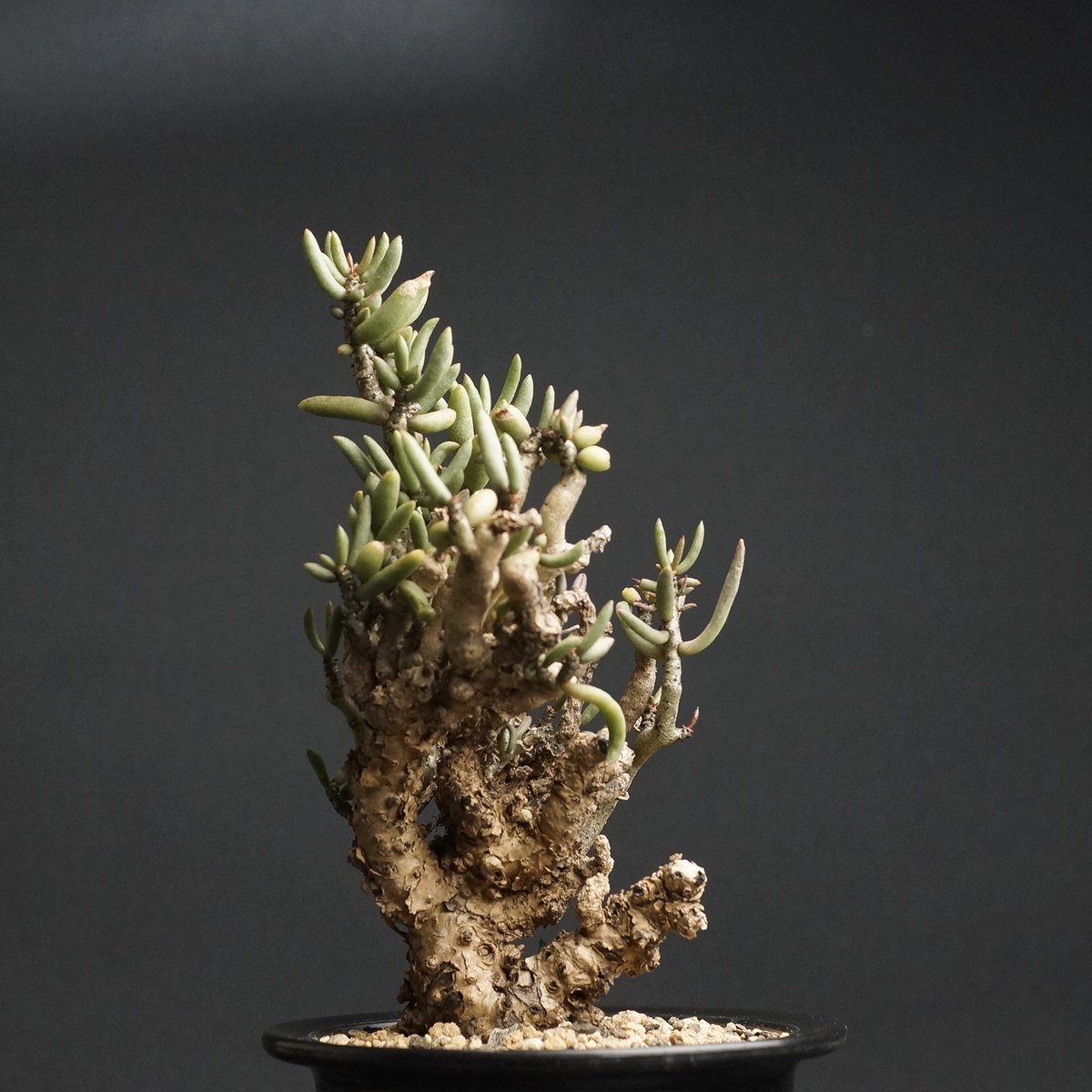 Tylecodon buchholzianus