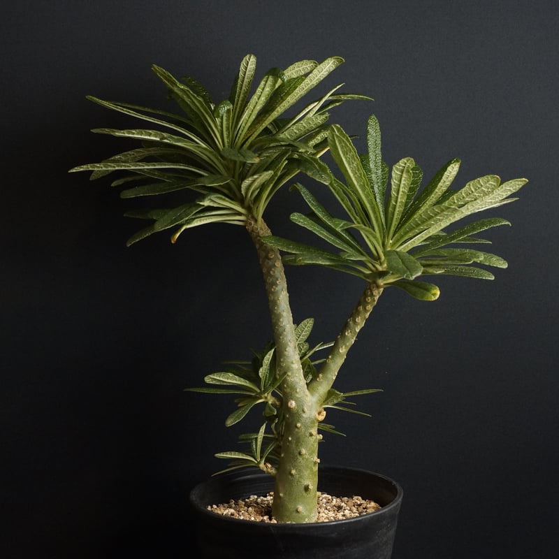 ドルステニア　ギガス　発根済み　2年管理 ドルステニア ギガス 発根済み 2年管理 ドルステニア ギガス 発根済み