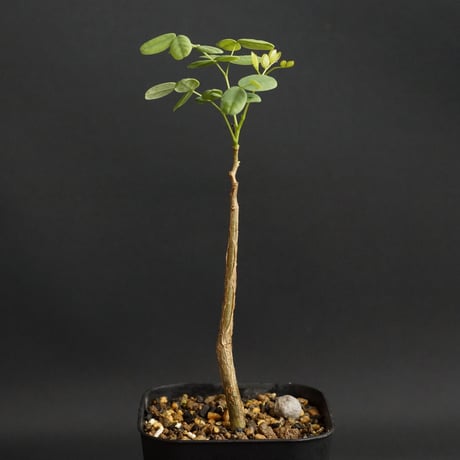 デロニクスプミラ | STORES