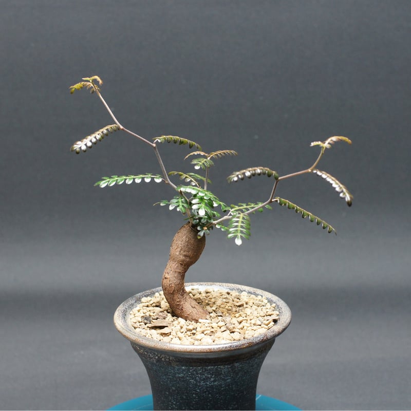 オペルクリカリア パキプス 