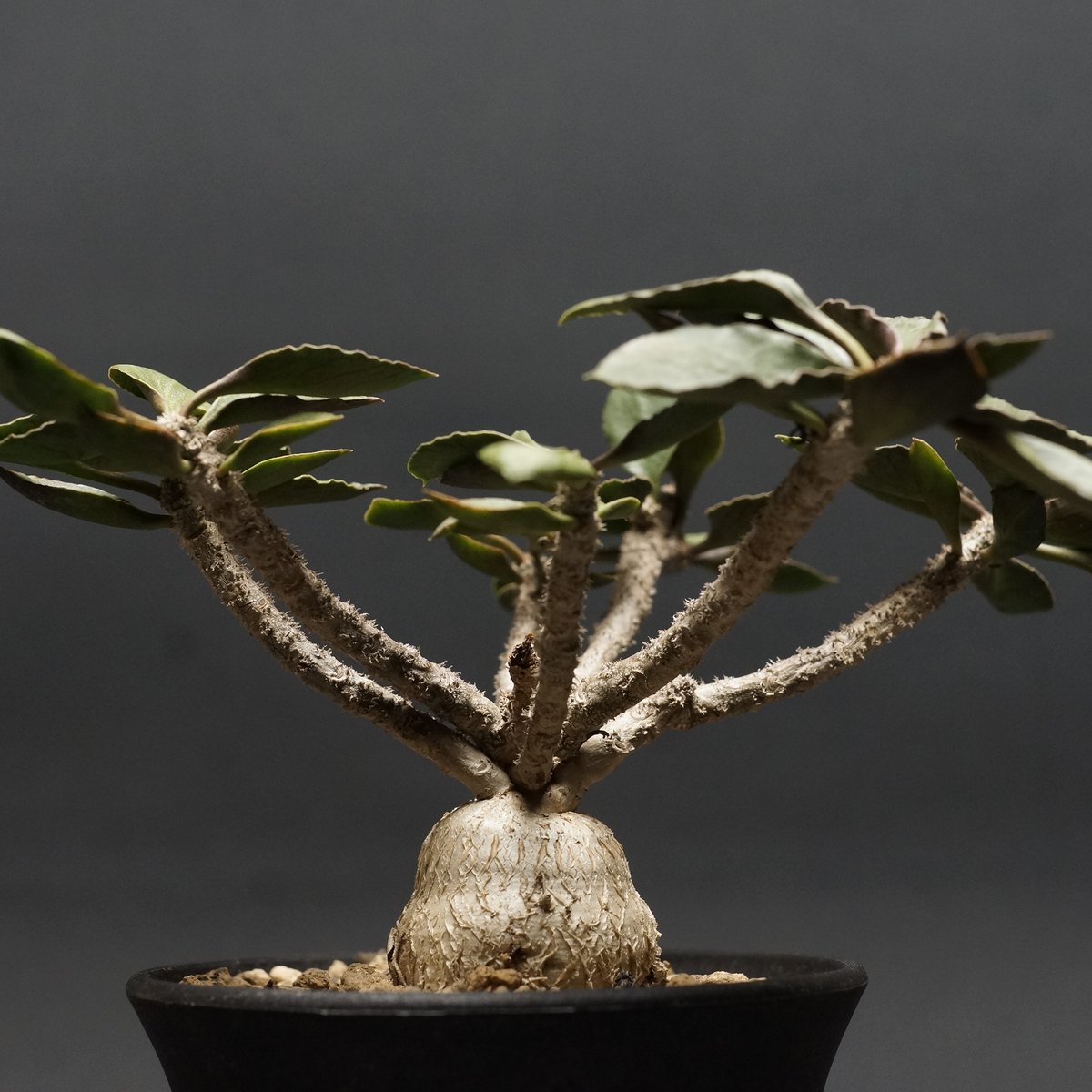 Euphorbia ambovombensis