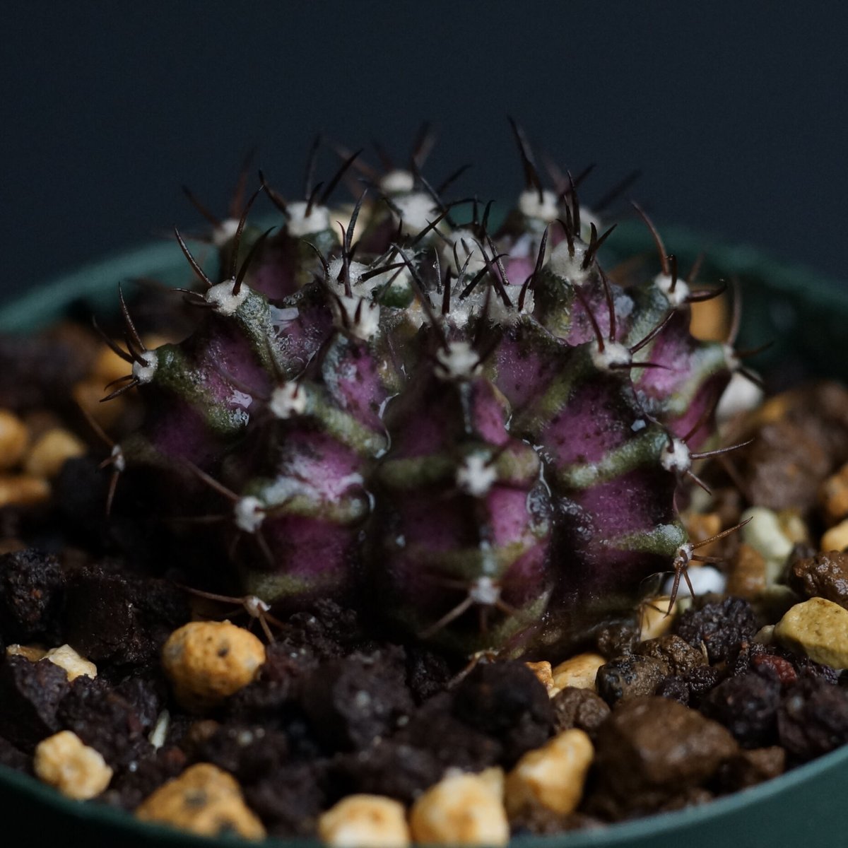 Gymnocalycium