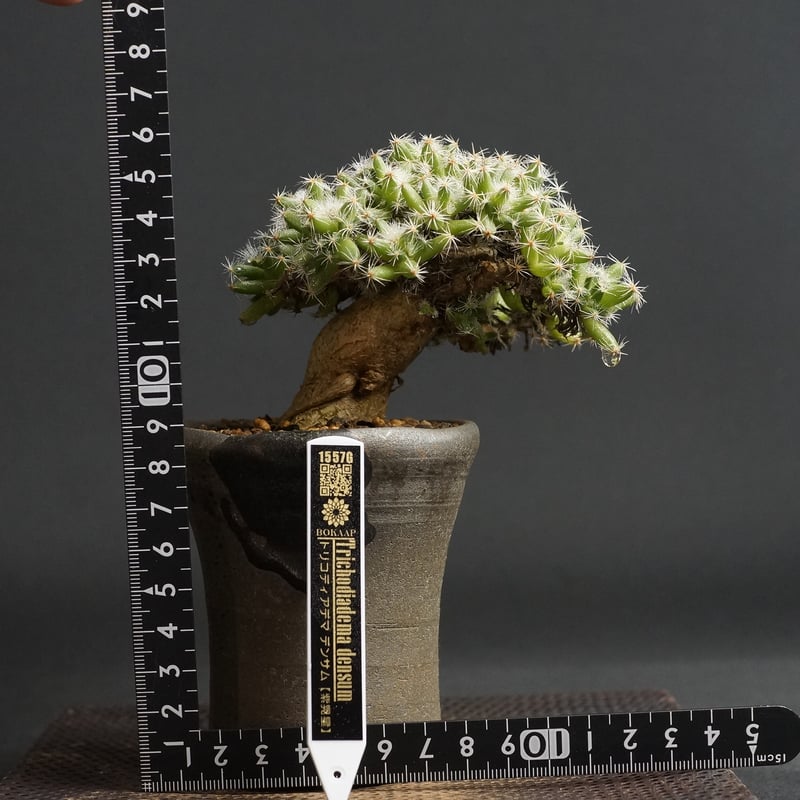 Trichodiadema densum