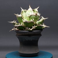 Operculicarya hirsutissima