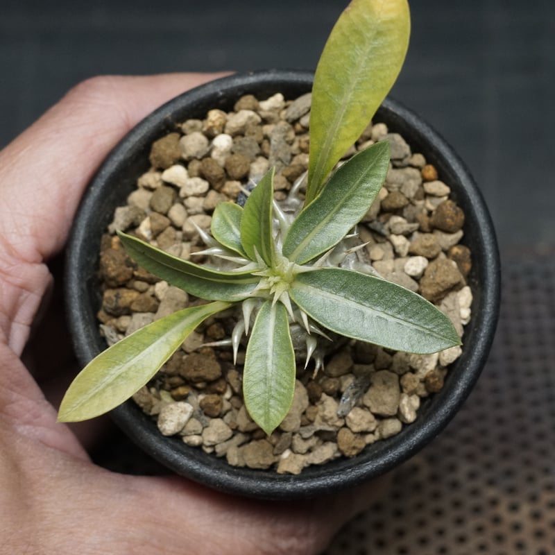 Pachypodium brevicaule ssp.leucoxanthum