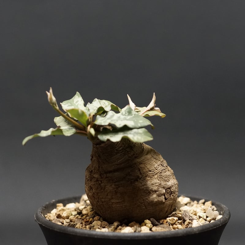 ユーフォルビア フィッシュスケール フィッシュボーン ユーフォルビアフィッシュボーンフィッシュスケール