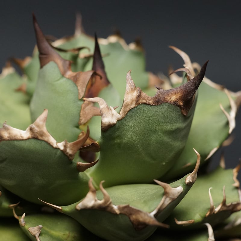 agave titanota