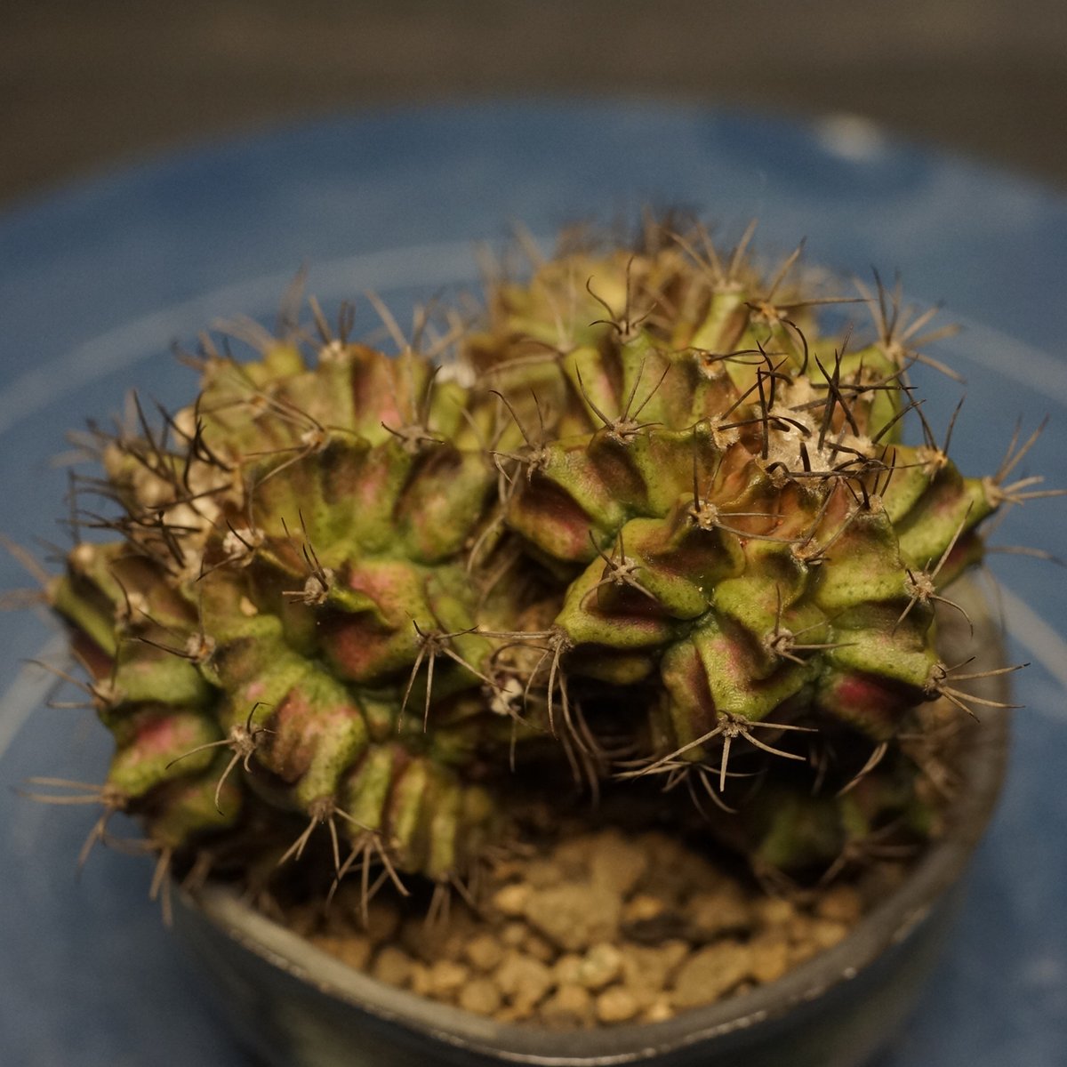Gymnocalycium