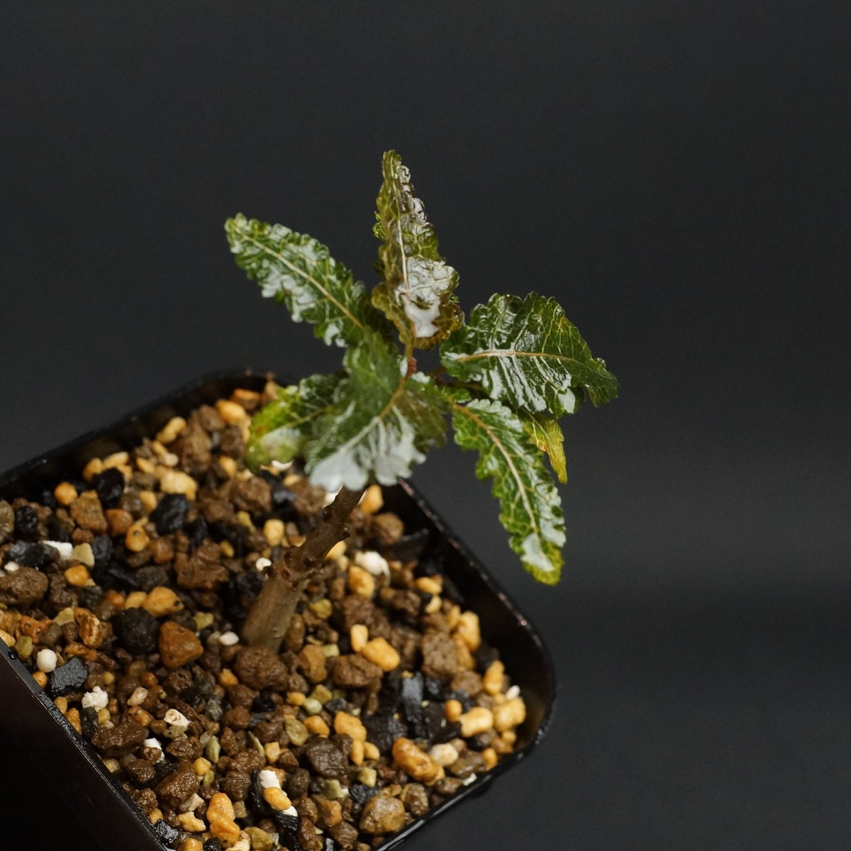 Boswellia nana
