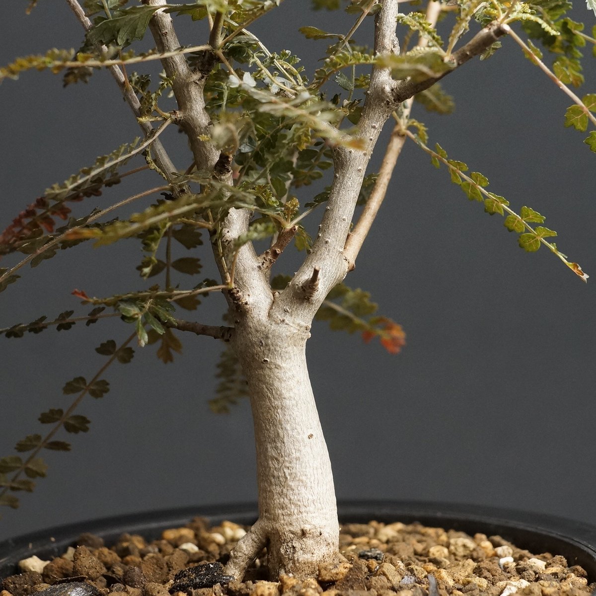 Boswellia hyb socotrana × nana