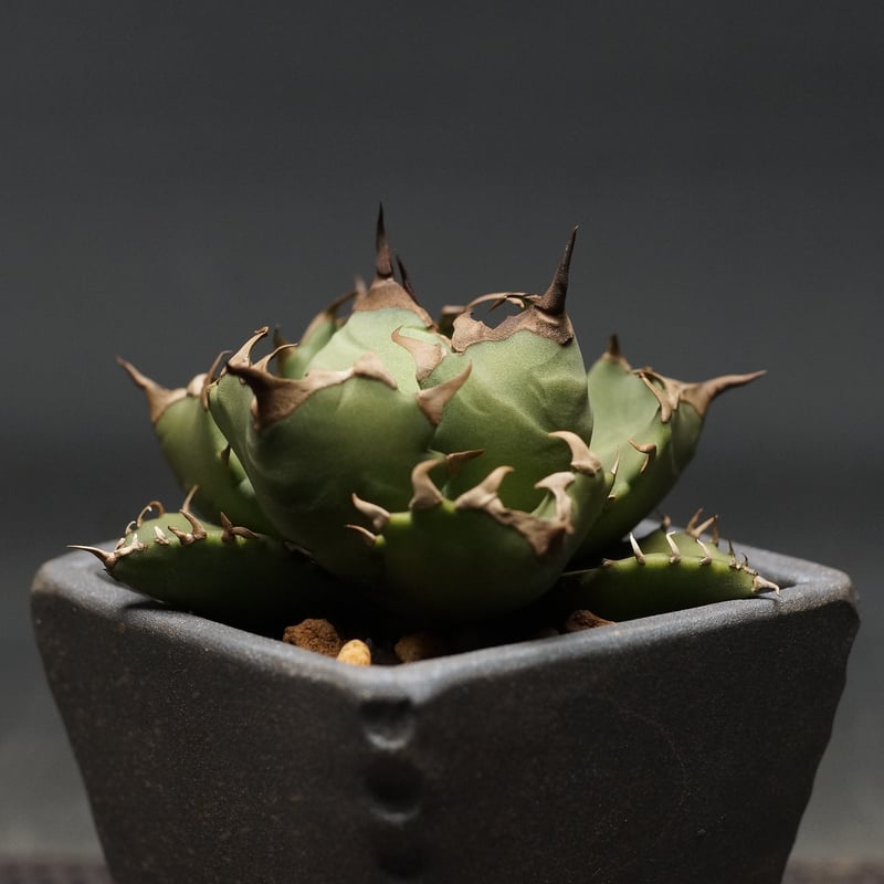 \"agave titanota 農大No.1\"　短葉　アガベ　チタノタ　強棘 e2b2165f88396d6e0a51926e996f9f