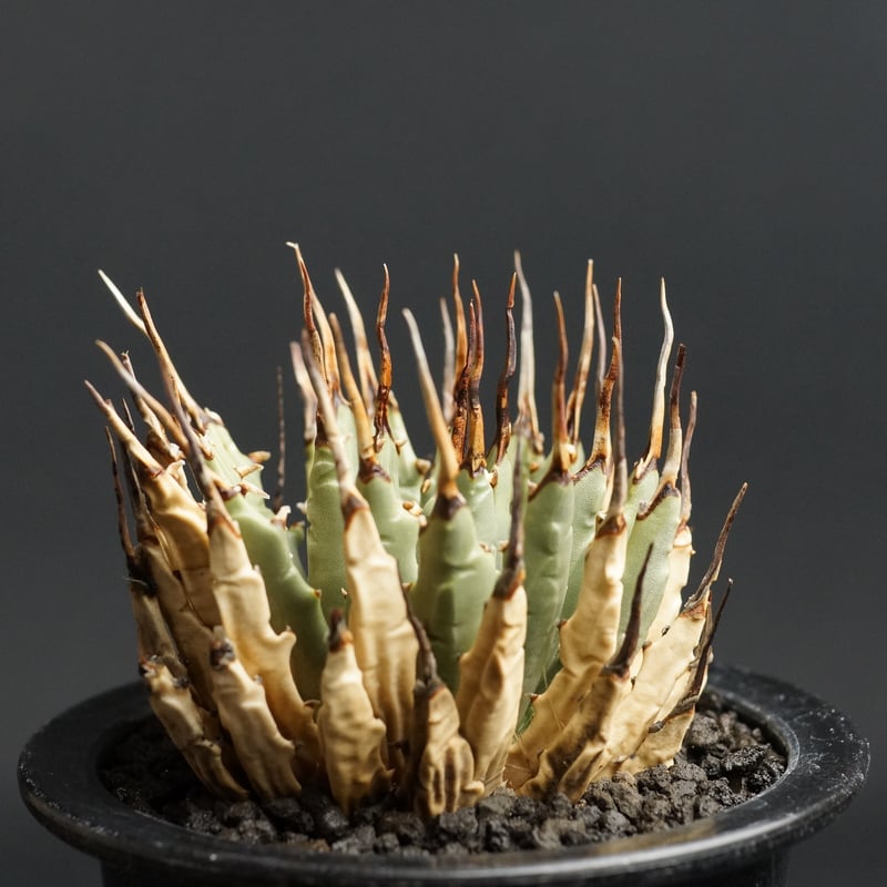 M*3様 現品Agave utahensis eborispina 短葉 極太連 Agave utahensis eborispina アガベ エボリスピナ（実生3年・陽炎・短