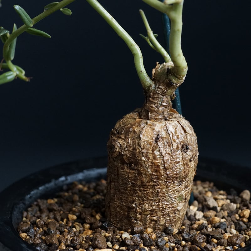 Talinum caffrum