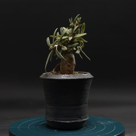 m*s様 パキポディウムビスピノーサム　現地株　発根済み fit=scale-down,w=1200