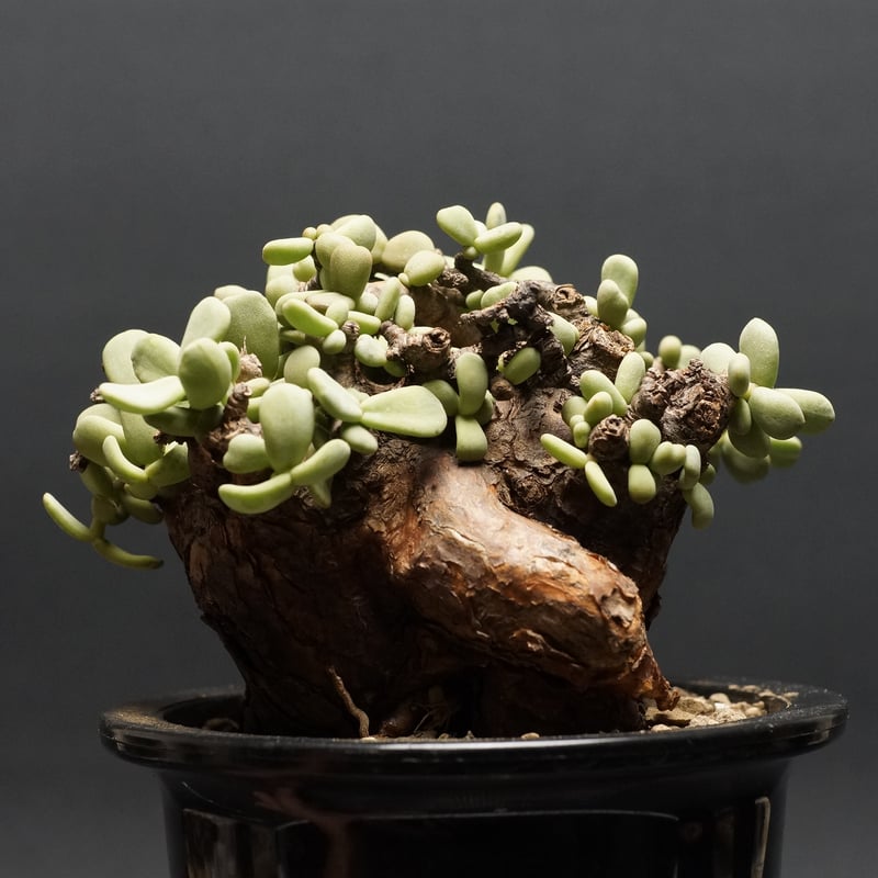 Ceraria pygmaea×N/OH　ケラリア ピグマエア　　発根済み Ceraria pygmaea×N/OH ケラリア ピグマエア 発根済み ケラリア