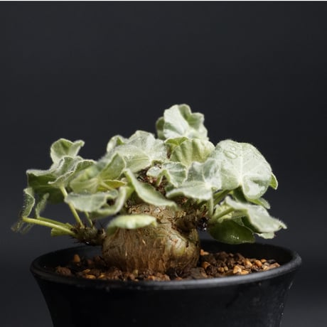 Masashi 【管理良好・発根済】ヤトロファ　マルギナータ（塊根植物） Masashi 【管理良好・発根済】ヤトロファ マルギナータ（塊根