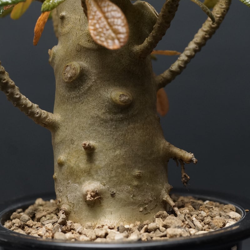 Dorstenia gigas