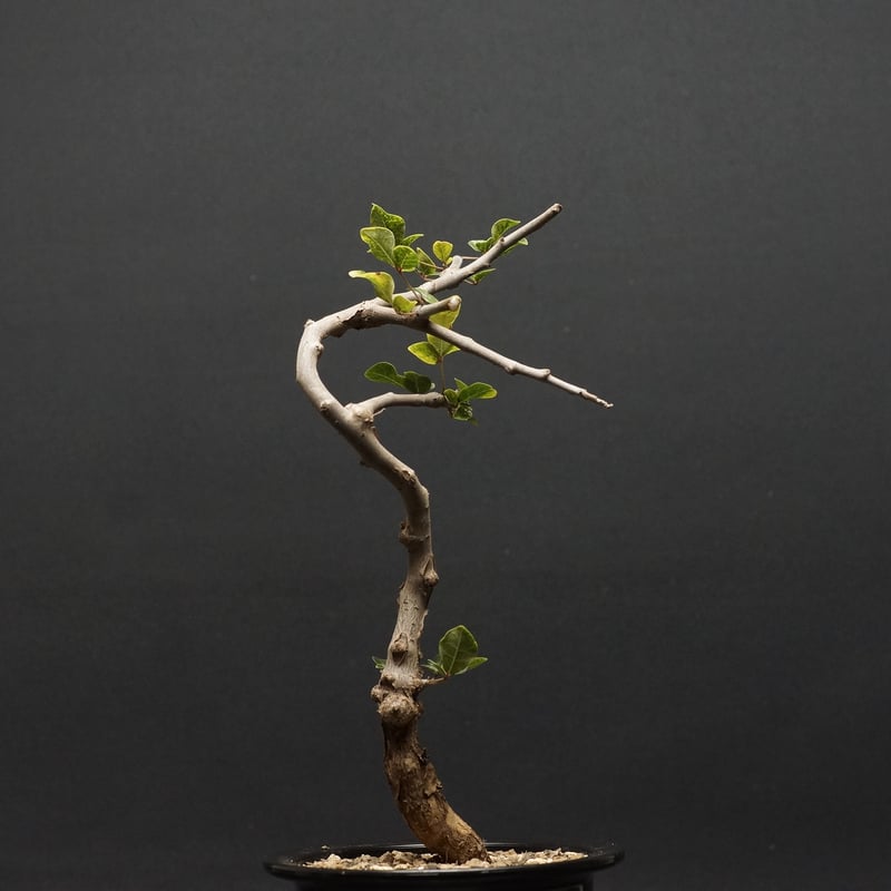 Commiphora sp.Ey① 挿し木　枝 Commiphora sp.Ey① 挿し木 枝 ◎超稀少灌木 Commiphora sp