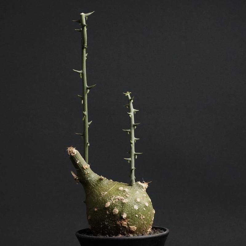 Adenia globosa Adenia globosa