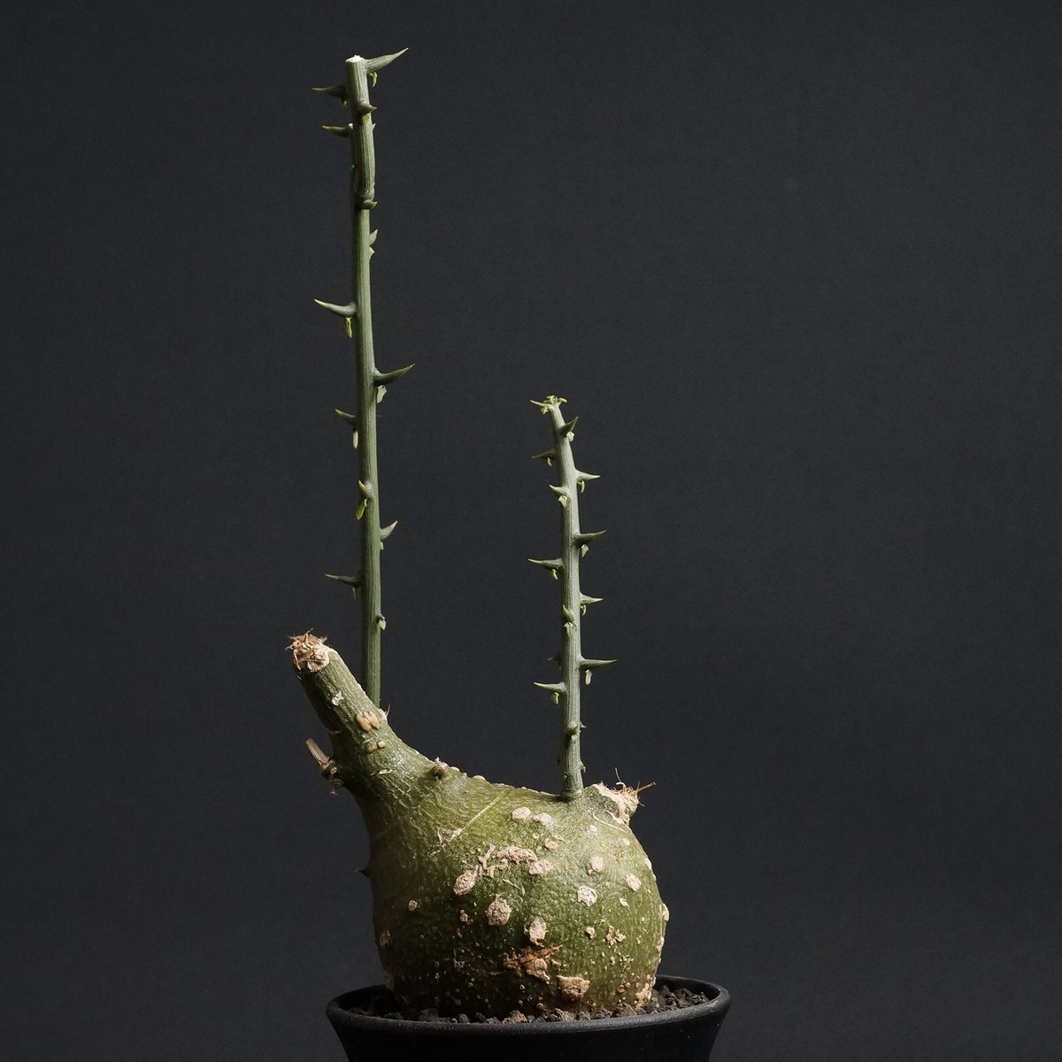 Adenia globosa Adenia globosa