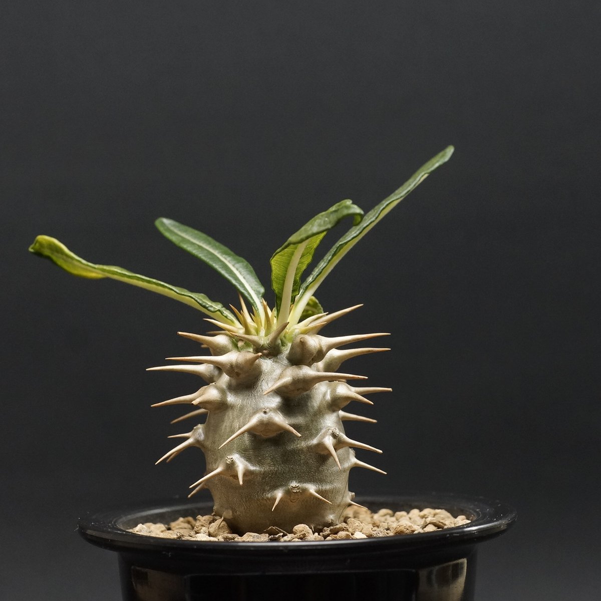 パキポディウム アンボンゲンセ Pachypodium ambongense Pachypodium ambongense【パキポディウム・アンボンゲンセ・実生