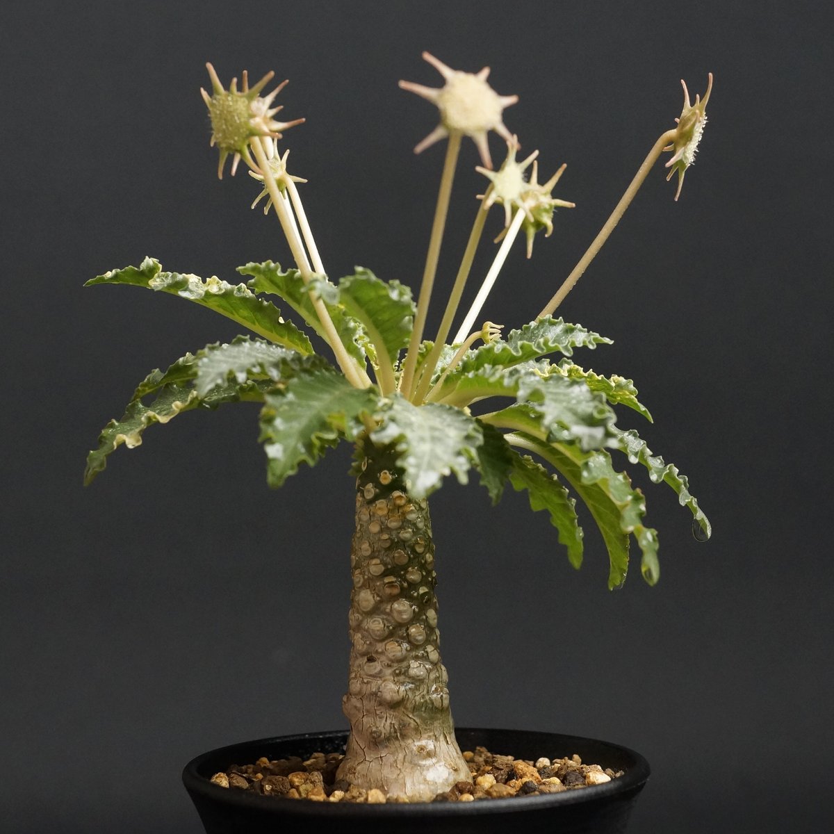 Dorstenia horwoodii