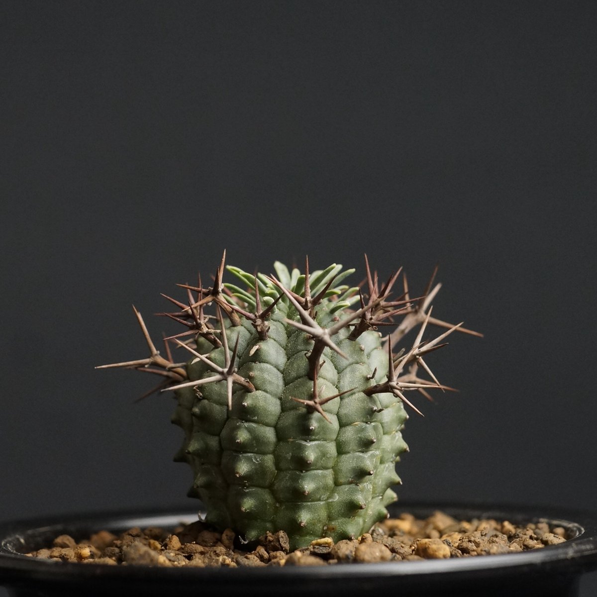 ユーフォルビア ステリスピナ メス雌♀ 子株5個付 群星冠 ガムケンシス