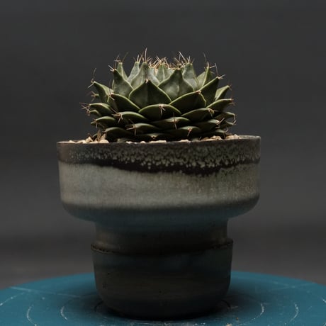 カクタス | STORES