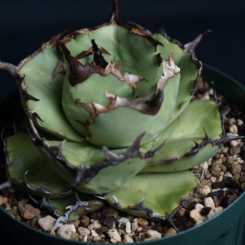 AGAVE TITANOTA FO76 compacta