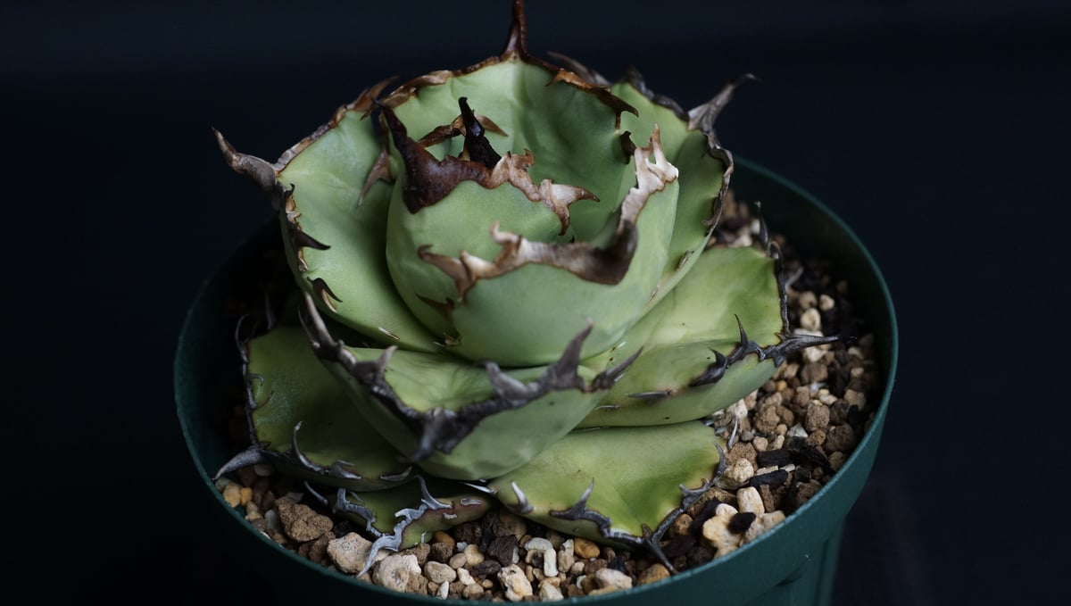 アガベチタノタFO76 アガベ チタノタ FO-76 | hanayoshi-botanical