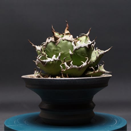 アガベチタノタシーザー | STORES