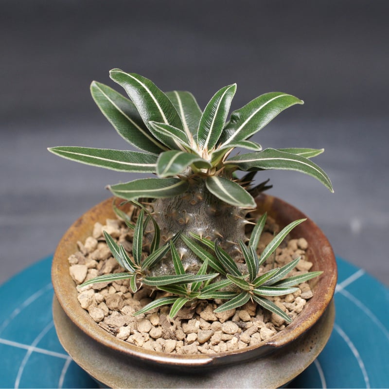 パキポディウム グラキリス 