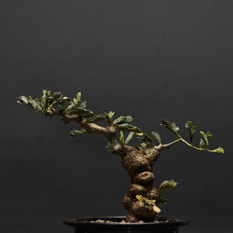 Senna meridionalis