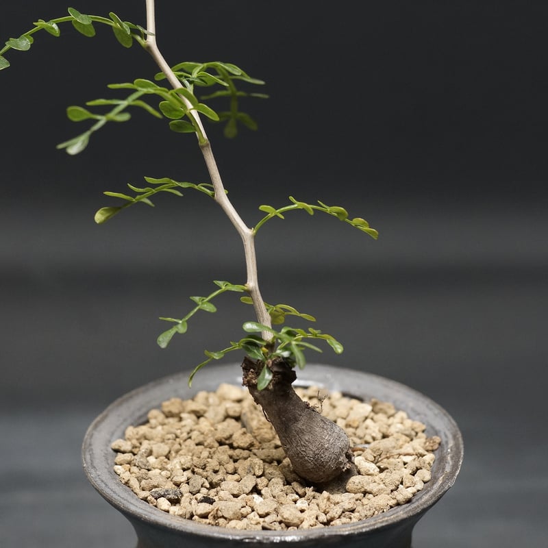 オペルクリカリア　ヒルスティッシマ　現品 Operculicarya hirsutissima