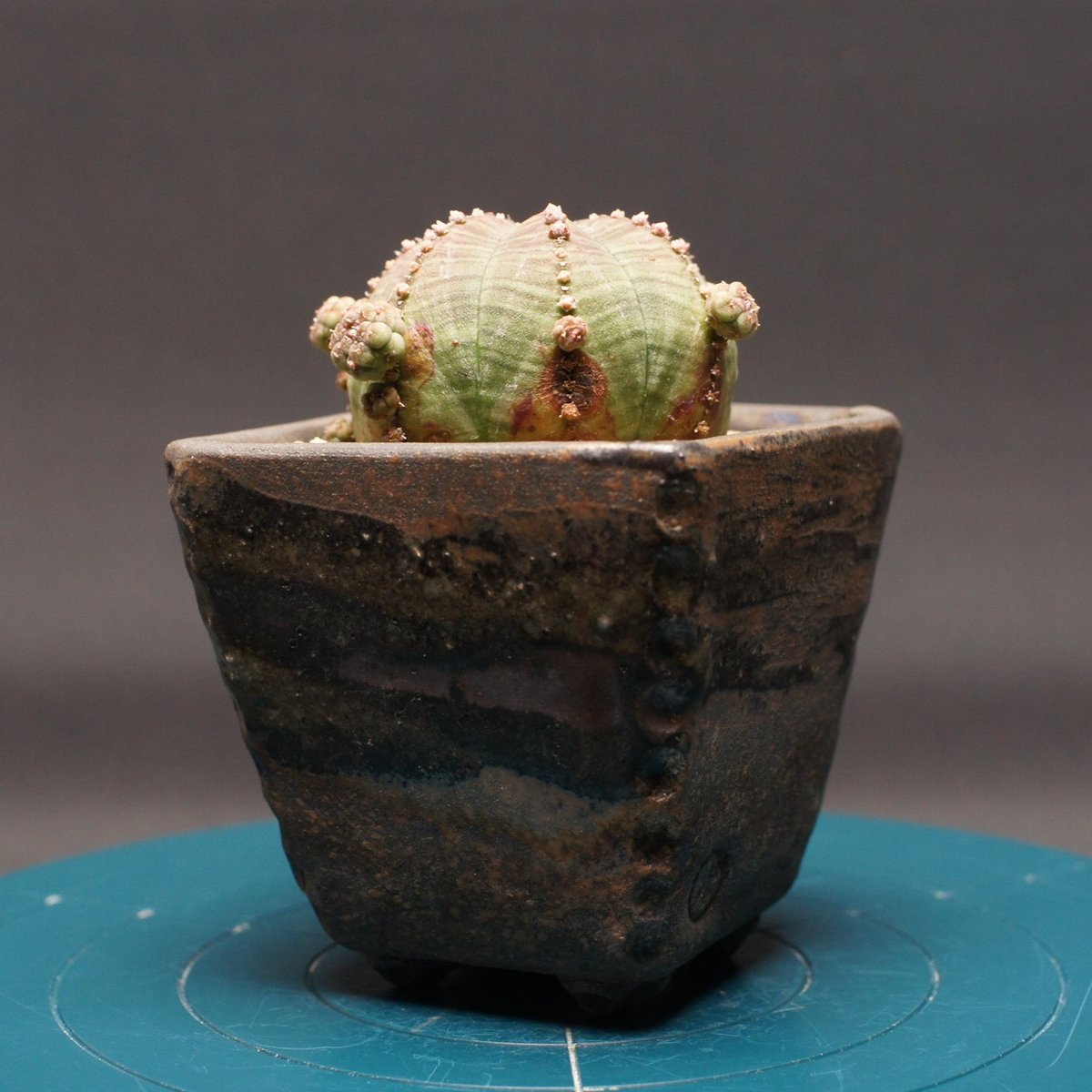 ユーフォルビア 子吹きシンメトリカ 