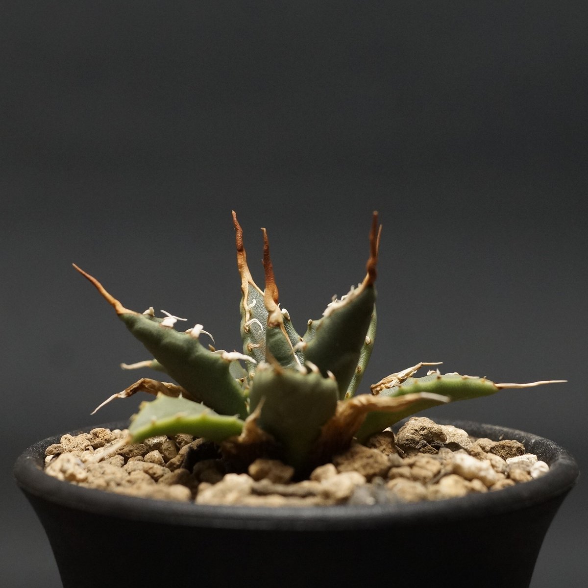 Agave utahensis var. eborispina