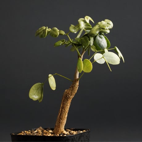 デロニクス プミラ 現地球 発根済み 小型 白肌 検）グラキリス