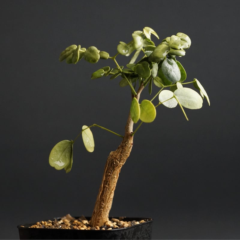 k*3様 デロニクス プミラ 現地球 発根済み　小型　白肌　検）グラキリス　パキ k*3様 デロニクス プミラ 現地球 発根済み 小型 白肌 検）グラキリス パキ