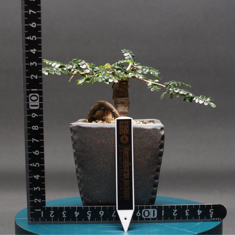 オペルクリカリア パキプス 