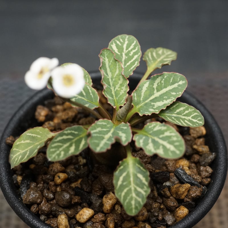 Euphorbia fish bone