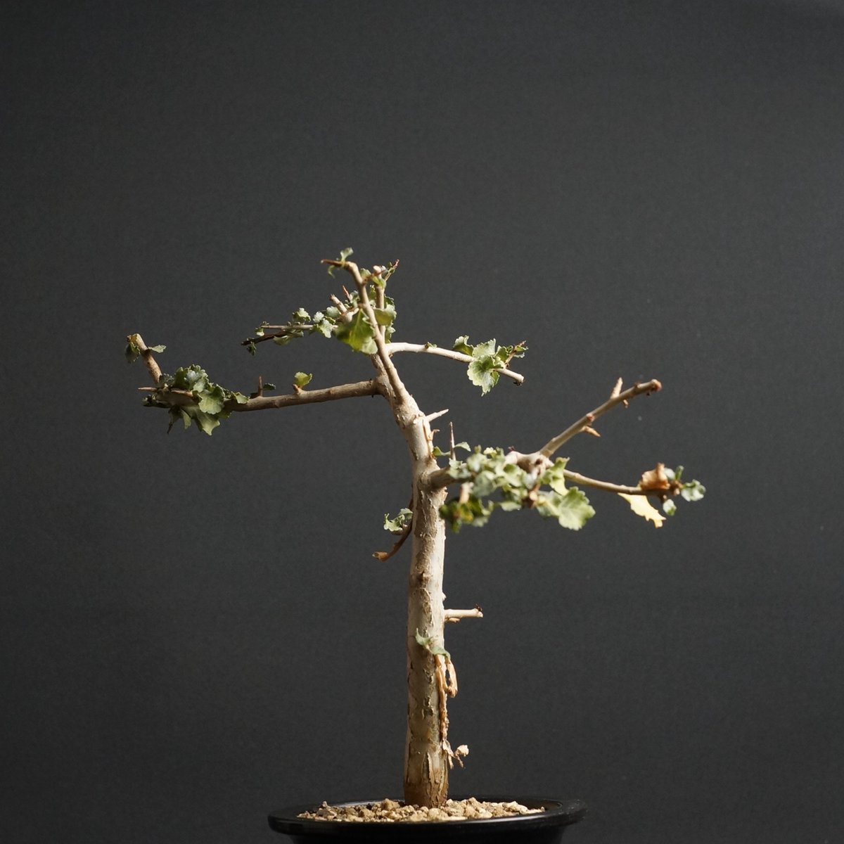 Commiphora wightii