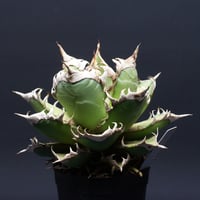 アガベ チタノタ【レッドキャットウィーズル】 "agave titanota" 管理2653