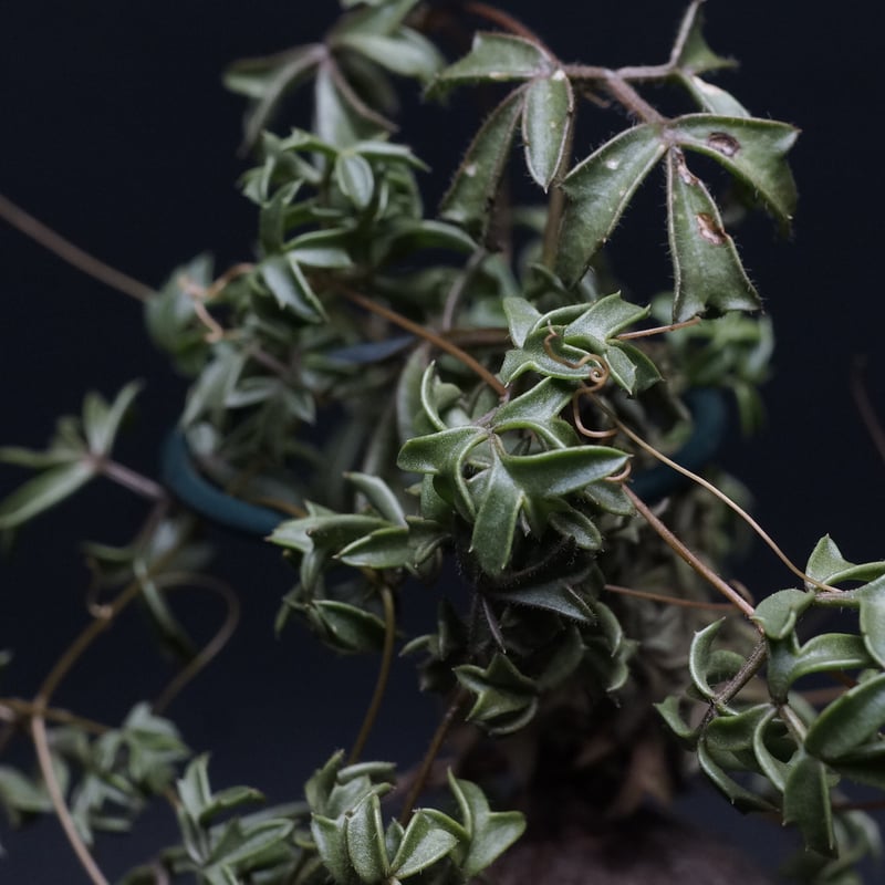 cyphostemma montagnacii