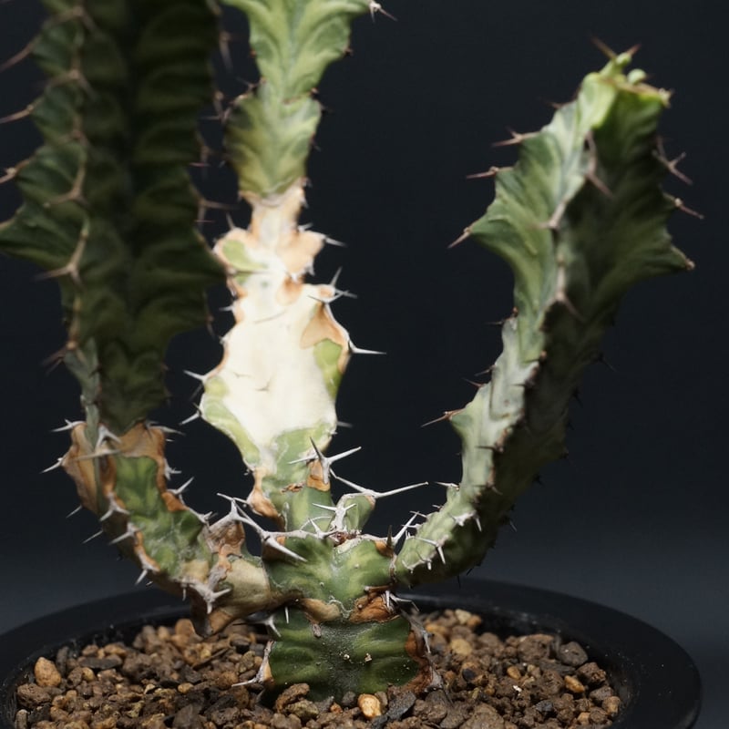 Euphorbia pseudocactus Euphorbia pseudocactus