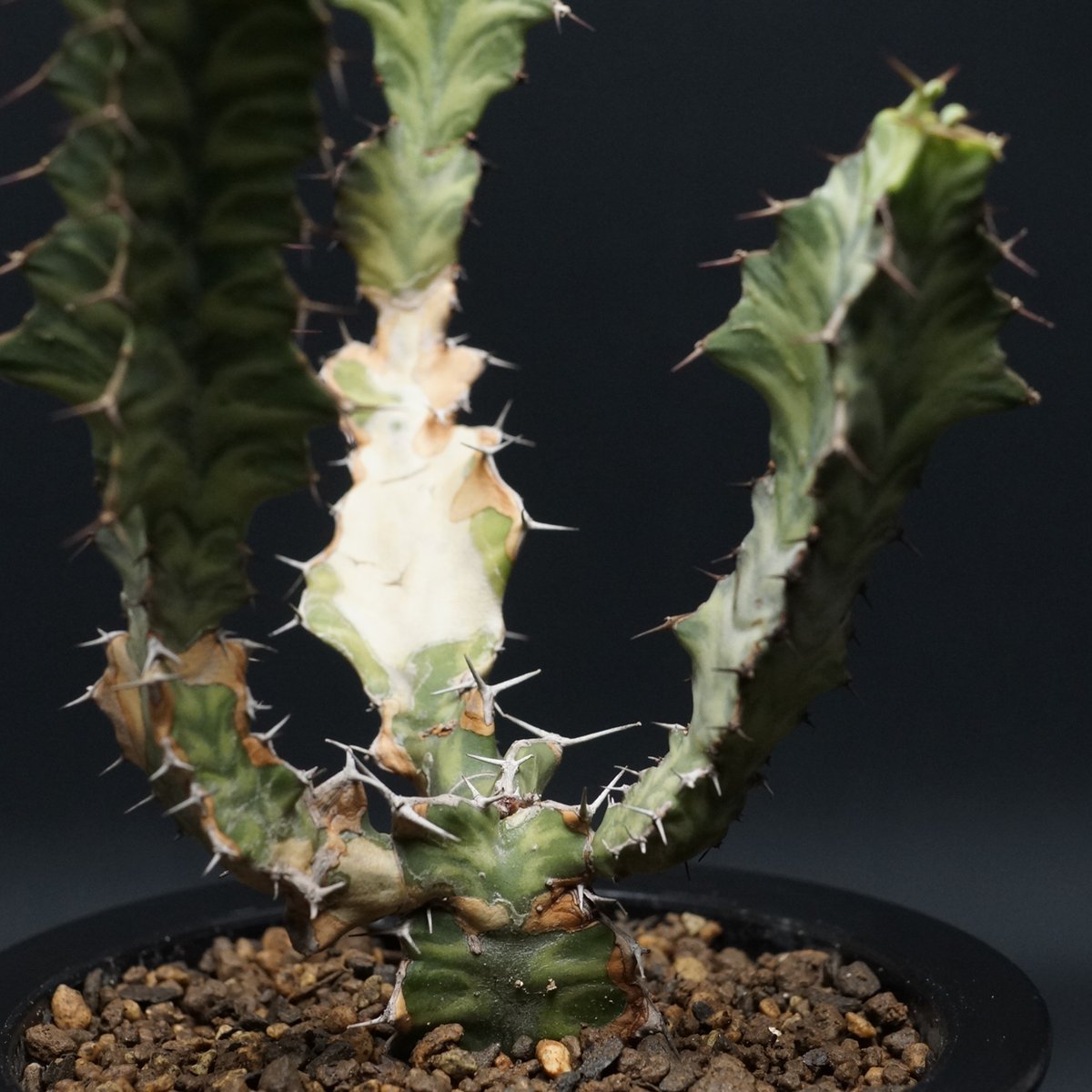 Euphorbia pseudocactus 