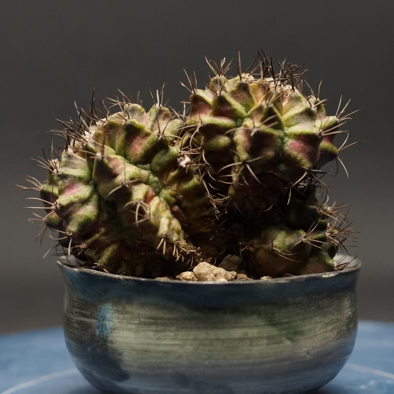 Gymnocalycium