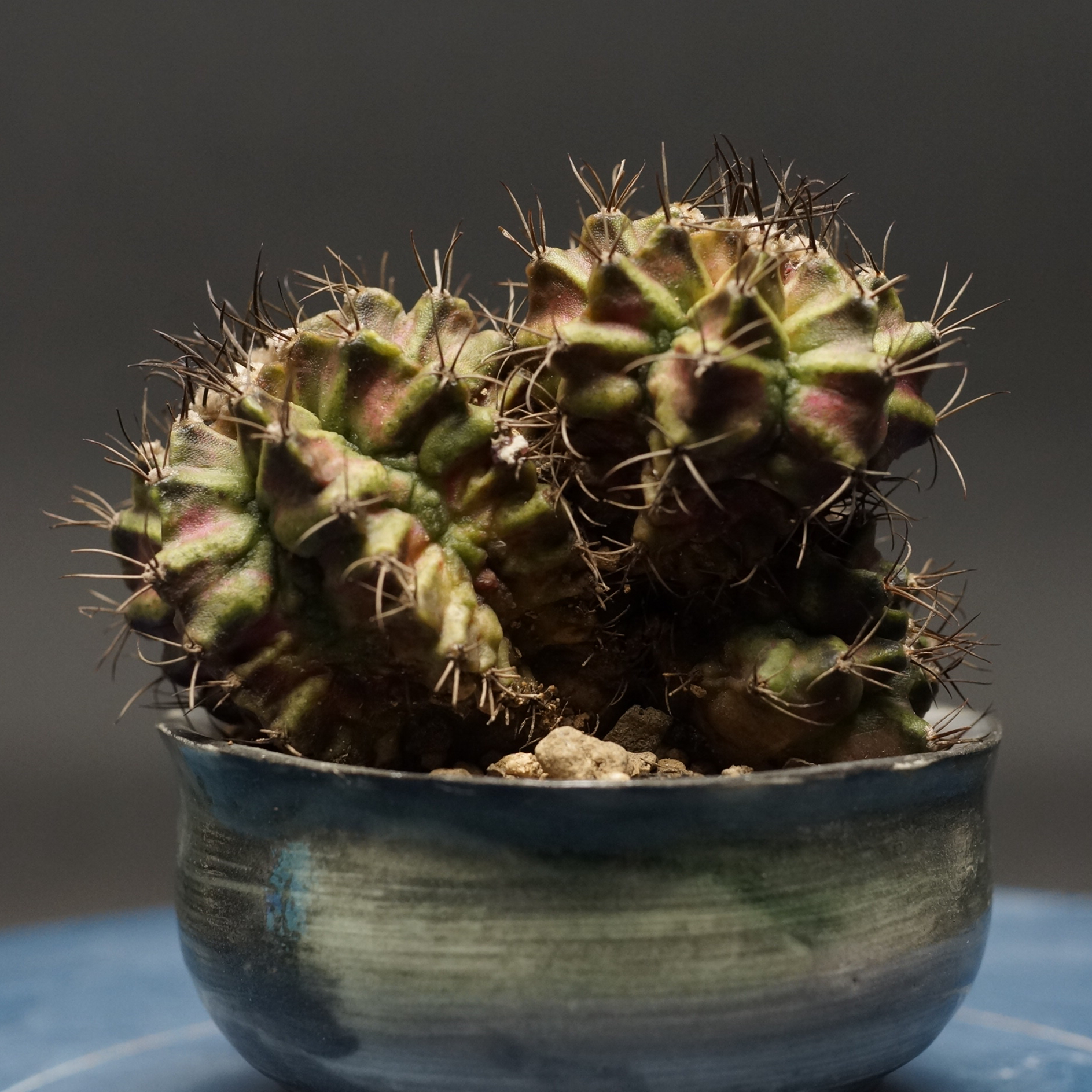 ギムノカリキウム　T-Rak Gymnocalycium