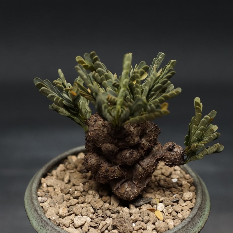 センナ メリディオナリス sennameridionalis センナ開花🌼 初めて見ました